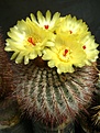 Нажмите на изображение для увеличения.

Название:	Notocactus scopa.jpg
Просмотров:	156
Размер:	252.6 Кб
ID:	366538