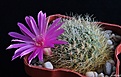 Нажмите на изображение для увеличения.

Название:	Sulcorebutia swobodae.JPG
Просмотров:	156
Размер:	261.1 Кб
ID:	366591