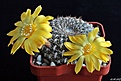 Нажмите на изображение для увеличения.

Название:	Sulcorebutia arenacea.JPG
Просмотров:	155
Размер:	244.3 Кб
ID:	366592