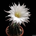 Нажмите на изображение для увеличения.

Название:	Echinopsis subdenudata.JPG
Просмотров:	133
Размер:	107.6 Кб
ID:	366593