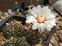 Нажмите на изображение для увеличения.

Название:	DSC05057.JPG
Просмотров:	162
Размер:	102.7 Кб
ID:	366608