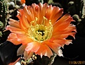 Нажмите на изображение для увеличения.

Название:	IMG_2323 (1000x758).jpg
Просмотров:	137
Размер:	365.7 Кб
ID:	366623