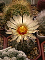 Нажмите на изображение для увеличения.

Название:	Astrophytum hybr. CAPxSK A. capricorne v. minor x A. asterias cv. Super Kabuto.jpg
Просмотров:	132
Размер:	222.7 Кб
ID:	366649