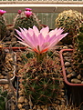 Нажмите на изображение для увеличения.

Название:	Thelocactus bicolor.jpg
Просмотров:	113
Размер:	245.4 Кб
ID:	366650