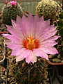 Нажмите на изображение для увеличения.

Название:	Thelocactus bicolor .jpg
Просмотров:	133
Размер:	195.2 Кб
ID:	366651