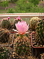 Нажмите на изображение для увеличения.

Название:	Thelocactus bicolor  .jpg
Просмотров:	114
Размер:	234.3 Кб
ID:	366652