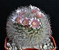 Нажмите на изображение для увеличения.

Название:	Mammillaria bocasana v. roseiflora.JPG
Просмотров:	113
Размер:	280.7 Кб
ID:	366662