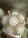 Нажмите на изображение для увеличения.

Название:	Mammillaria geminispina v.nobilis..jpg
Просмотров:	106
Размер:	343.6 Кб
ID:	366674