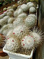 Нажмите на изображение для увеличения.

Название:	Mammillaria geminispina v.nobilis.jpg
Просмотров:	113
Размер:	329.4 Кб
ID:	366675