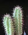 Нажмите на изображение для увеличения.

Название:	Echinocereus enneacanthus.jpg
Просмотров:	338
Размер:	60.1 Кб
ID:	366718