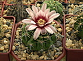 Нажмите на изображение для увеличения.

Название:	Gymnocalycium bicolor VG 063 Los Algarrobos, Cordoba, 910 m.jpg
Просмотров:	102
Размер:	223.3 Кб
ID:	366836