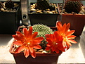 Нажмите на изображение для увеличения.

Название:	Rebutia senilis grandiflora W 63.jpg
Просмотров:	104
Размер:	186.5 Кб
ID:	366837