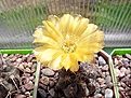 Нажмите на изображение для увеличения.

Название:	Acanthocalycium glaucum.jpg
Просмотров:	102
Размер:	128.0 Кб
ID:	366851