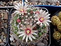 Нажмите на изображение для увеличения.

Название:	Mammillaria johnstonii v. quaqmensis.jpg
Просмотров:	101
Размер:	151.0 Кб
ID:	366856