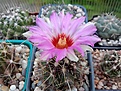 Нажмите на изображение для увеличения.

Название:	Thelocactus bicolor v. texensis.jpg
Просмотров:	102
Размер:	118.3 Кб
ID:	366861