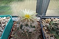 Нажмите на изображение для увеличения.

Название:	Coryphantha sulcolanata.jpg
Просмотров:	103
Размер:	147.6 Кб
ID:	366909