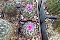 Нажмите на изображение для увеличения.

Название:	Gymnocactus viereckii.jpg
Просмотров:	103
Размер:	205.6 Кб
ID:	366910