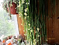 Нажмите на изображение для увеличения.

Название:	IMG_2420 (1000x750).jpg
Просмотров:	376
Размер:	489.9 Кб
ID:	366915