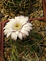 Нажмите на изображение для увеличения.

Название:	Gymnocalycium eurypleurum FR1178 At foot of Cerro Leon, Alto Paraguay, Paraguay.jpg
Просмотров:	176
Размер:	182.2 Кб
ID:	366929