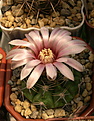 Нажмите на изображение для увеличения.

Название:	Gymnocalycium bicolor VG 063 Los Algarrobos, Cordoba, 910 m.jpg
Просмотров:	177
Размер:	215.8 Кб
ID:	366930