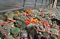 Нажмите на изображение для увеличения.

Название:	DSC_0072.JPG
Просмотров:	406
Размер:	183.6 Кб
ID:	367037
