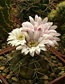 Нажмите на изображение для увеличения.

Название:	Gymnocalycium eurypleurum FR1178 At foot of Cerro Leon, Alto Paraguay, Paraguay .jpg
Просмотров:	109
Размер:	208.9 Кб
ID:	367065