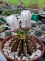 Нажмите на изображение для увеличения.

Название:	Gymnocalycium friedrichi  LB 2178.jpg
Просмотров:	106
Размер:	130.7 Кб
ID:	367086