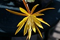 Нажмите на изображение для увеличения.

Название:	Epiphyllum_macranthus.JPG
Просмотров:	382
Размер:	158.6 Кб
ID:	367097