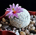 Нажмите на изображение для увеличения.

Название:	Mammillaria herrerae. .JPG
Просмотров:	176
Размер:	205.1 Кб
ID:	367098