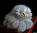 Нажмите на изображение для увеличения.

Название:	Mammillaria lenta.JPG
Просмотров:	178
Размер:	197.9 Кб
ID:	367099