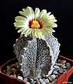 Нажмите на изображение для увеличения.

Название:	Astrophytum сv 5 ribs.JPG
Просмотров:	180
Размер:	176.8 Кб
ID:	367100