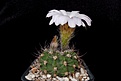 Нажмите на изображение для увеличения.

Название:	Ac_spiniflorum f. violaceum VG-302.JPG
Просмотров:	331
Размер:	335.1 Кб
ID:	367115