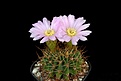 Нажмите на изображение для увеличения.

Название:	Ac_spiniflorum f. violaceum.JPG
Просмотров:	326
Размер:	276.8 Кб
ID:	367116