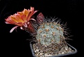 Нажмите на изображение для увеличения.

Название:	Lobivia thionantha v. aurantiaca.JPG
Просмотров:	335
Размер:	377.0 Кб
ID:	367118
