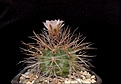 Нажмите на изображение для увеличения.

Название:	Gymnocalycium castellanosii v. armillatum.JPG
Просмотров:	414
Размер:	363.0 Кб
ID:	367126