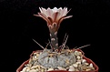 Нажмите на изображение для увеличения.

Название:	Gymnocalycium striglianum v. aeneum VG-407.JPG
Просмотров:	442
Размер:	303.6 Кб
ID:	367128