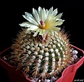 Нажмите на изображение для увеличения.

Название:	Notocactus sulphureus.JPG
Просмотров:	171
Размер:	249.6 Кб
ID:	367166