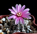Нажмите на изображение для увеличения.

Название:	Gymnocalycium bruchii.jpg
Просмотров:	172
Размер:	180.8 Кб
ID:	367167