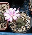 Нажмите на изображение для увеличения.

Название:	Rebutia perplexa.jpg
Просмотров:	181
Размер:	337.2 Кб
ID:	367174