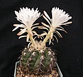 Нажмите на изображение для увеличения.

Название:	D.crystallophilus.JPG
Просмотров:	154
Размер:	53.8 Кб
ID:	367231