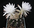 Нажмите на изображение для увеличения.

Название:	D.crystallophilus 2.JPG
Просмотров:	153
Размер:	40.7 Кб
ID:	367232