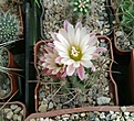 Нажмите на изображение для увеличения.

Название:	Neochilenia eriosyzoides v.domeycoensis PV 1961.jpg
Просмотров:	200
Размер:	343.8 Кб
ID:	367242