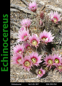 Нажмите на изображение для увеличения.

Название:	Echinocereus1.png
Просмотров:	161
Размер:	201.4 Кб
ID:	367244