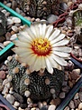 Нажмите на изображение для увеличения.

Название:	Astrophytum asterias x capas.jpg
Просмотров:	191
Размер:	121.9 Кб
ID:	367250