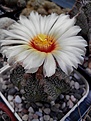 Нажмите на изображение для увеличения.

Название:	Astrophytum capas.jpg
Просмотров:	197
Размер:	88.8 Кб
ID:	367251