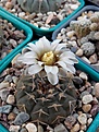 Нажмите на изображение для увеличения.

Название:	Gymnocalycium riojense v. platygonum.jpg
Просмотров:	191
Размер:	115.0 Кб
ID:	367254