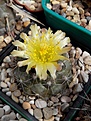 Нажмите на изображение для увеличения.

Название:	Capiapoa humilis.jpg
Просмотров:	190
Размер:	116.2 Кб
ID:	367255