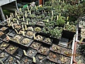 Нажмите на изображение для увеличения.

Название:	IMG_2863 (820x615).jpg
Просмотров:	378
Размер:	486.9 Кб
ID:	367318