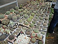 Нажмите на изображение для увеличения.

Название:	IMG_2827 (850x638).jpg
Просмотров:	370
Размер:	495.1 Кб
ID:	367335
