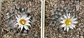 Нажмите на изображение для увеличения.

Название:	Turbinicarpus_gracilis_SB273_8y.JPG
Просмотров:	164
Размер:	113.2 Кб
ID:	367462